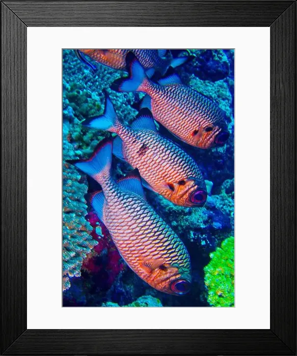 Framed Print : Bronze Soldierfish, Myripristis adusta, North Ari Atoll, Maldives, Indian Ocean, Asia Framed Print : Bronze Soldierfish, Myripristis adusta, North Ari Atoll, Maldives, Indian Ocean, Asia