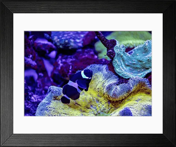 Framed Print : An Saltwater Fish Tank with Coral and Fish Framed Print : An Saltwater Fish Tank with Coral and Fish