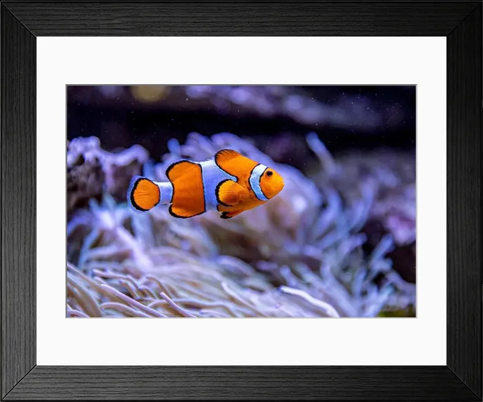 Framed Print : An Saltwater Fish Tank with Coral and Fish Framed Print : An Saltwater Fish Tank with Coral and Fish