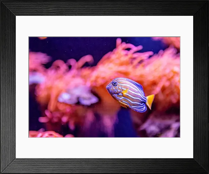 Framed Print : An Saltwater Fish Tank with Coral and Fish Framed Print : An Saltwater Fish Tank with Coral and Fish