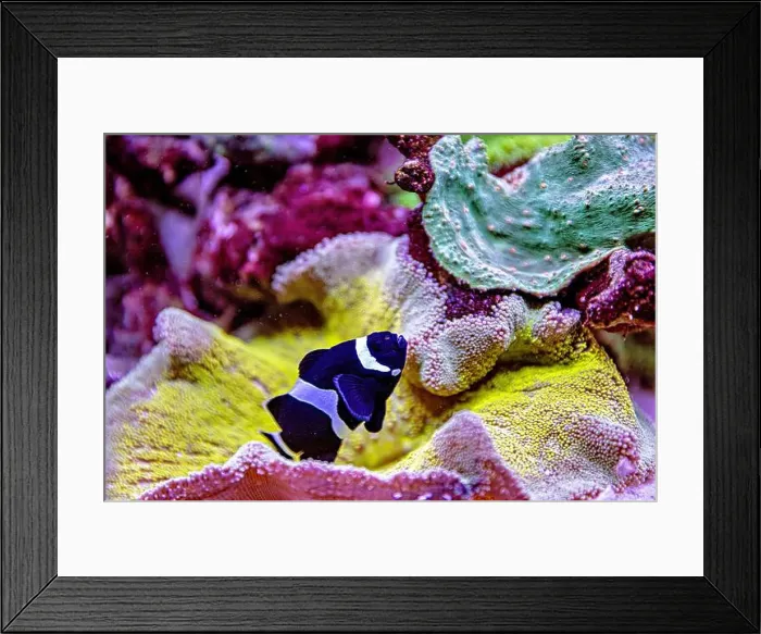 Framed Print : An Saltwater Fish Tank with Coral and Fish Framed Print : An Saltwater Fish Tank with Coral and Fish