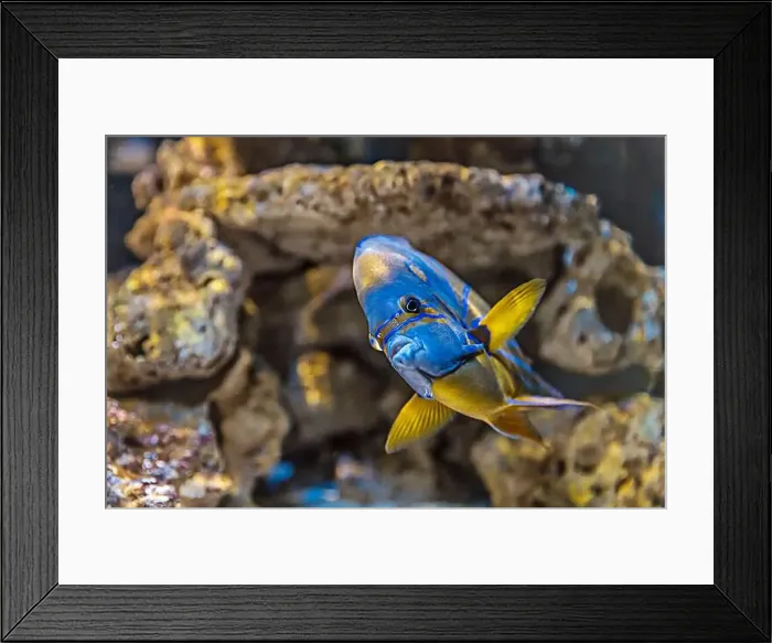 Framed Print : An Saltwater Fish Tank with Coral and Fish Framed Print : An Saltwater Fish Tank with Coral and Fish