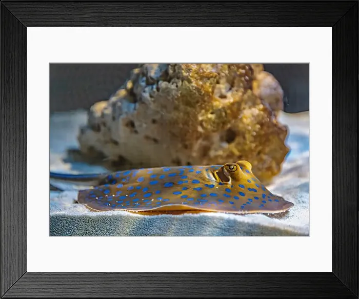 Framed Print : An Saltwater Fish Tank with Coral and Fish Framed Print : An Saltwater Fish Tank with Coral and Fish