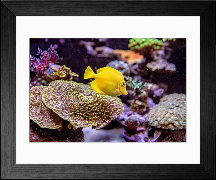 Framed Print : An Saltwater Fish Tank with Coral and Fish Framed Print : An Saltwater Fish Tank with Coral and Fish