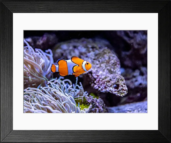 Framed Print : An Saltwater Fish Tank with Coral and Fish Framed Print : An Saltwater Fish Tank with Coral and Fish
