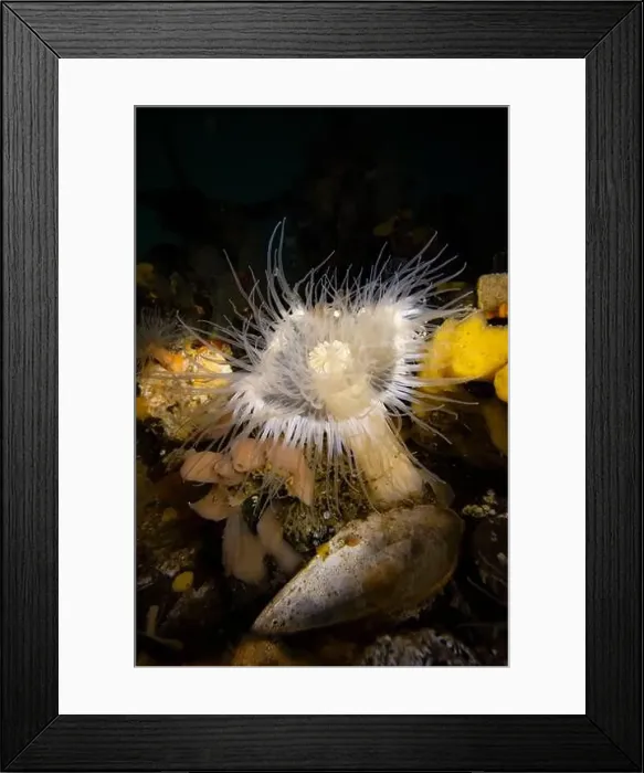 Framed Print : Short Plumose Anemone, Metridium dianthus Framed Print : Short Plumose Anemone, Metridium dianthus