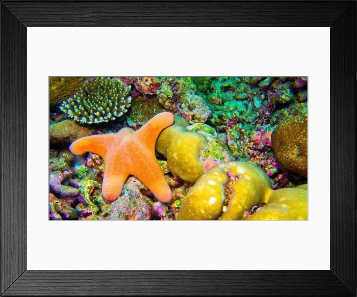 Framed Print : Granular Sea Star, Choriascer granulatus, Starfish, Reef Building Coral, South Ari Atoll, Maldives, Indian Ocean, Asia Framed Print : Granular Sea Star, Choriascer granulatus, Starfish, Reef Building Coral, South Ari Atoll, Maldives, Indian Ocean, Asia