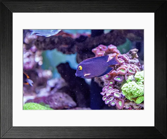 Framed Print : An Saltwater Fish Tank with Coral and Fish Framed Print : An Saltwater Fish Tank with Coral and Fish