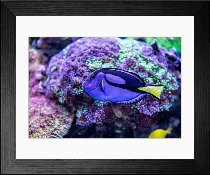 Framed Print : An Saltwater Fish Tank with Coral and Fish Framed Print : An Saltwater Fish Tank with Coral and Fish