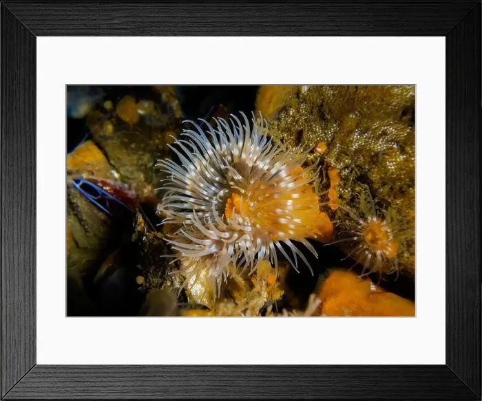 Framed Print : Short Plumose Anemone, Metridium dianthus Framed Print : Short Plumose Anemone, Metridium dianthus