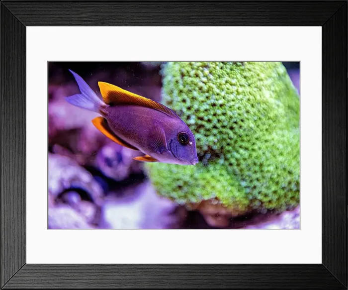 Framed Print : An Saltwater Fish Tank with Coral and Fish Framed Print : An Saltwater Fish Tank with Coral and Fish