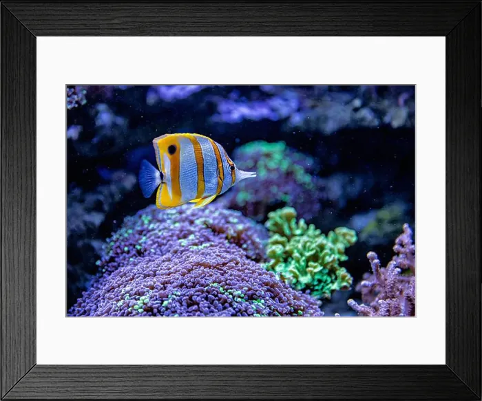 Framed Print : An Saltwater Fish Tank with Coral and Fish Framed Print : An Saltwater Fish Tank with Coral and Fish