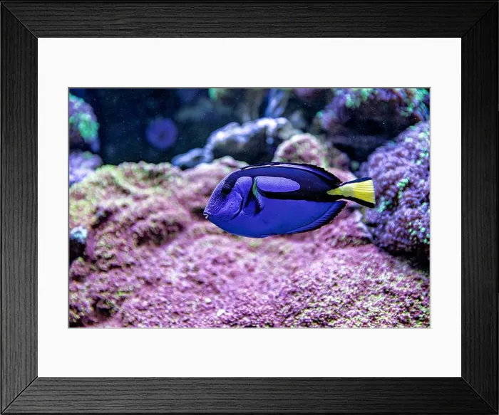 Framed Print : An Saltwater Fish Tank with Coral and Fish