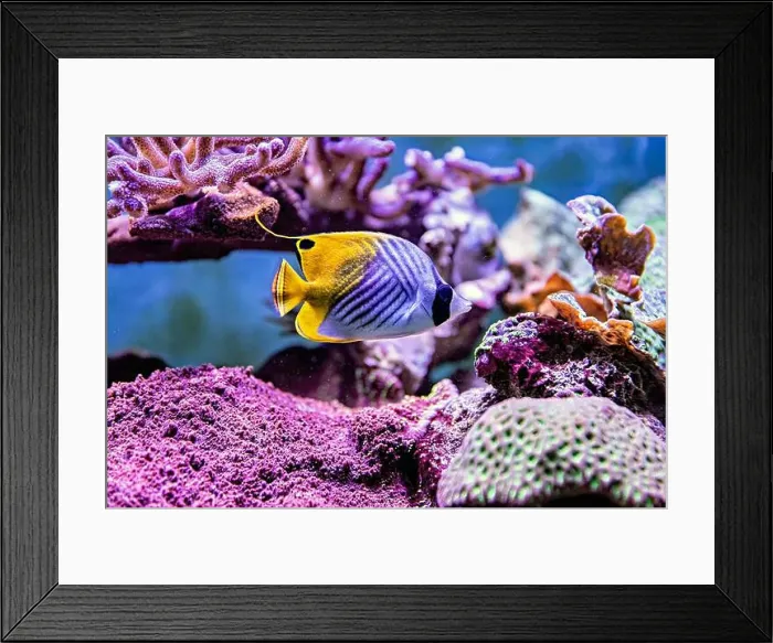 Framed Print : An Saltwater Fish Tank with Coral and Fish Framed Print : An Saltwater Fish Tank with Coral and Fish