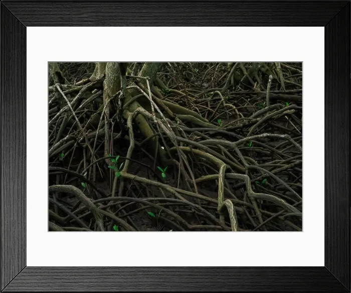 Framed Print : Close-up root of mangrove tree in lush wetland forest Framed Print : Close-up root of mangrove tree in lush wetland forest
