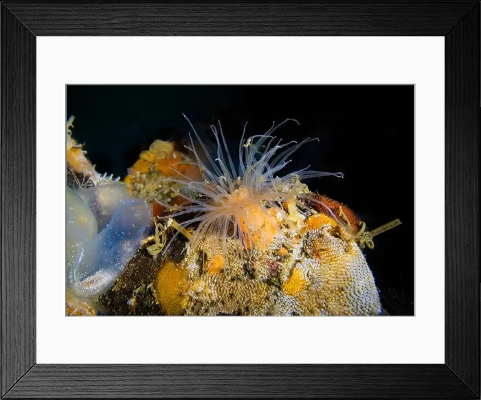 Framed Print : Short Plumose Anemone, Metridium dianthus Framed Print : Short Plumose Anemone, Metridium dianthus