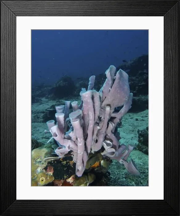 Framed Print : Pink-coloured large tubular sponge (Haliclona (Reniera)