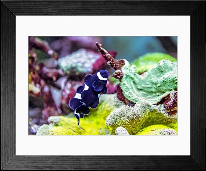 Framed Print : An Saltwater Fish Tank with Coral and Fish Framed Print : An Saltwater Fish Tank with Coral and Fish