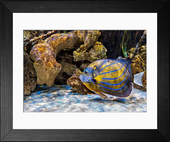Framed Print : An Saltwater Fish Tank with Coral and Fish Framed Print : An Saltwater Fish Tank with Coral and Fish