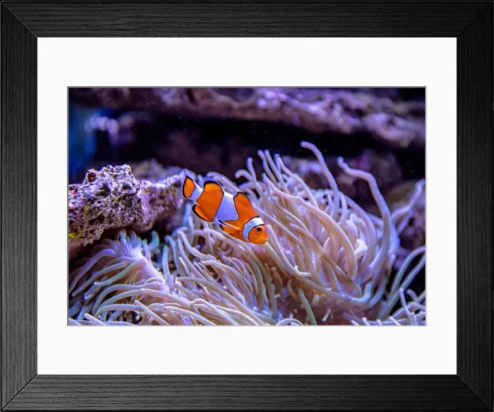 Framed Print : An Saltwater Fish Tank with Coral and Fish Framed Print : An Saltwater Fish Tank with Coral and Fish
