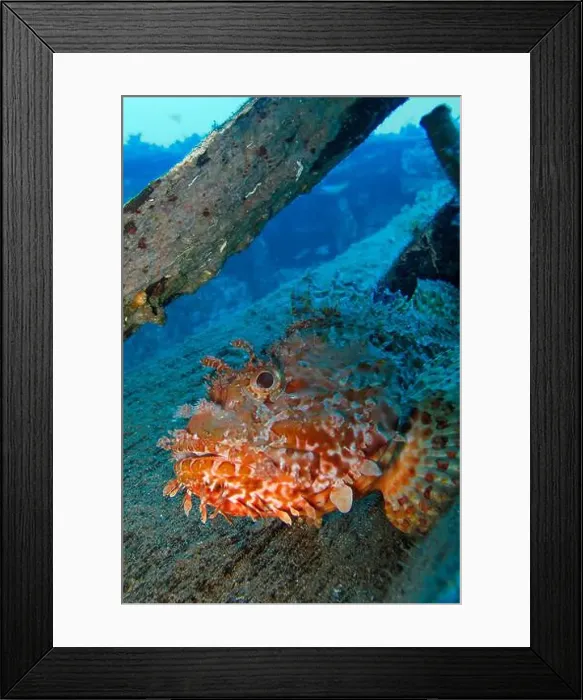 Framed Print : Stonefish, Scorpaena scrofa, Cabo Cope-Puntas del Calnegre Natural Park Framed Print : Stonefish, Scorpaena scrofa, Cabo Cope-Puntas del Calnegre Natural Park