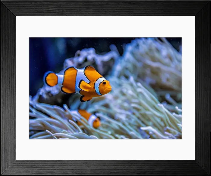 Framed Print : An Saltwater Fish Tank with Coral and Fish Framed Print : An Saltwater Fish Tank with Coral and Fish