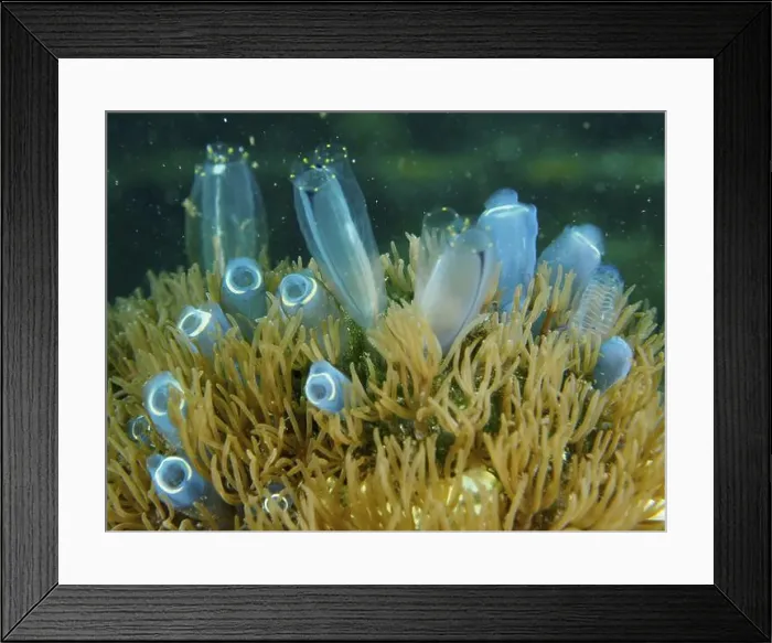 Framed Print : Blue Sea Squirt (Clavelina cyclus) on a coral reef with algae, dive site Secret Bay, Gilimanuk, Bali, Indonesia, Asia