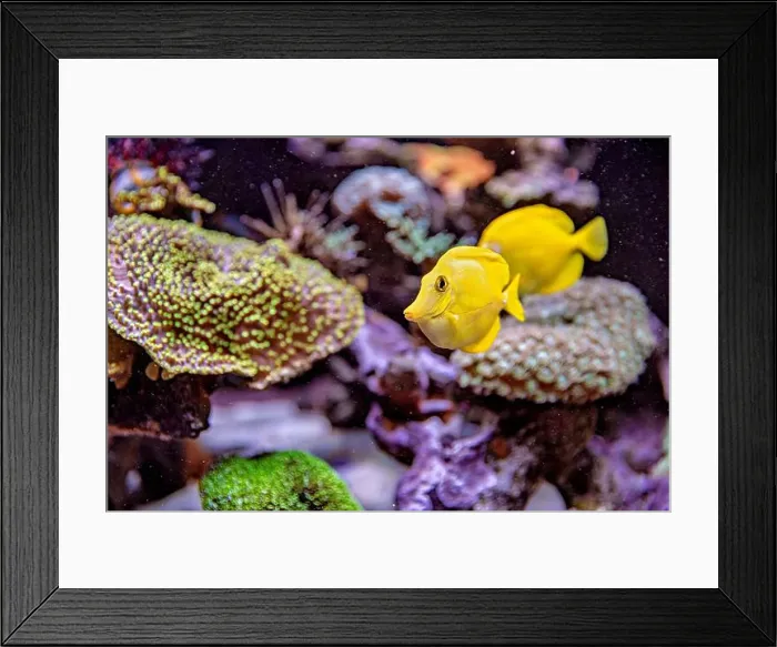 Framed Print : An Saltwater Fish Tank with Coral and Fish Framed Print : An Saltwater Fish Tank with Coral and Fish