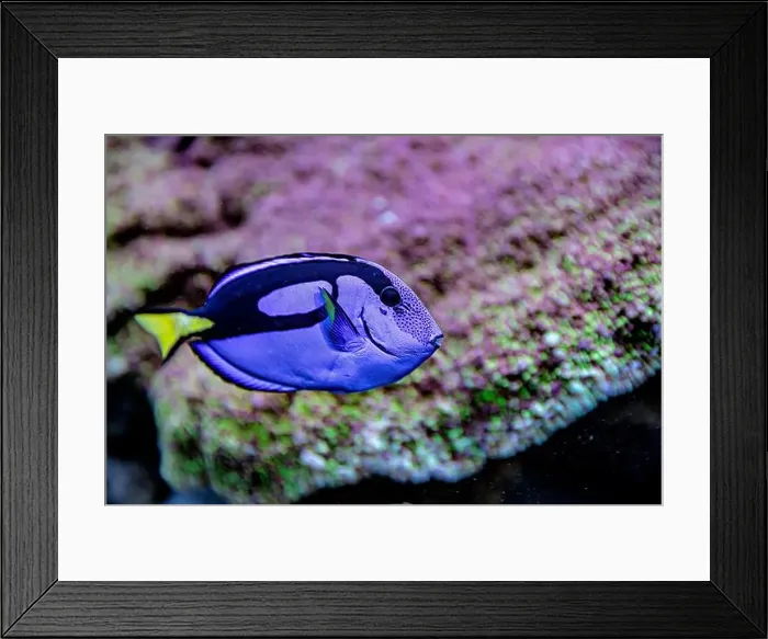 Framed Print : An Saltwater Fish Tank with Coral and Fish Framed Print : An Saltwater Fish Tank with Coral and Fish