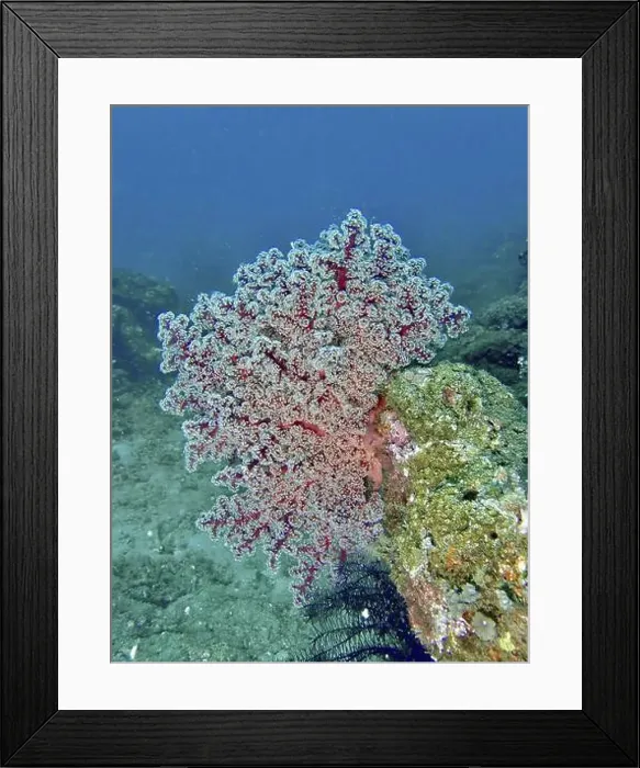 Framed Print : Red coral, Godeffroy's soft coral (Siphonogorgia godeffroyi) Framed Print : Red coral, Godeffroy's soft coral (Siphonogorgia godeffroyi)