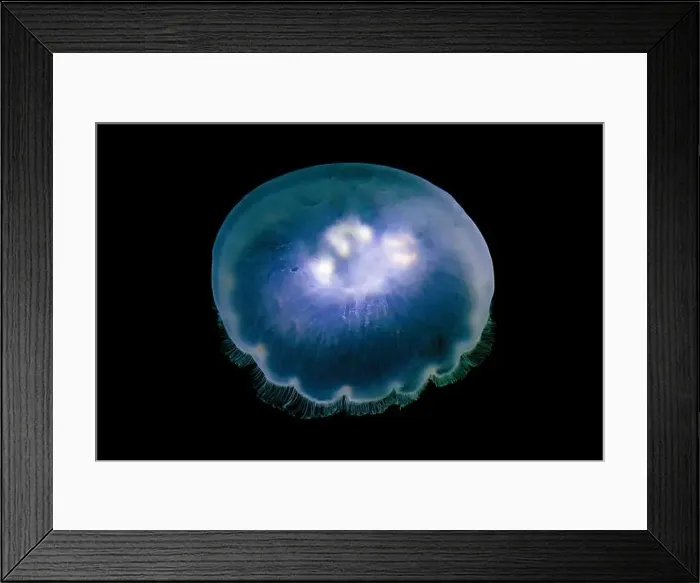 Framed Print : Pacific Moon Jelly, Aurelia labiata, in Shilshole Bay Marina on Pugest Sound, Seattle, Washington State, USA Framed Print : Pacific Moon Jelly, Aurelia labiata, in Shilshole Bay Marina on Pugest Sound, Seattle, Washington State, USA