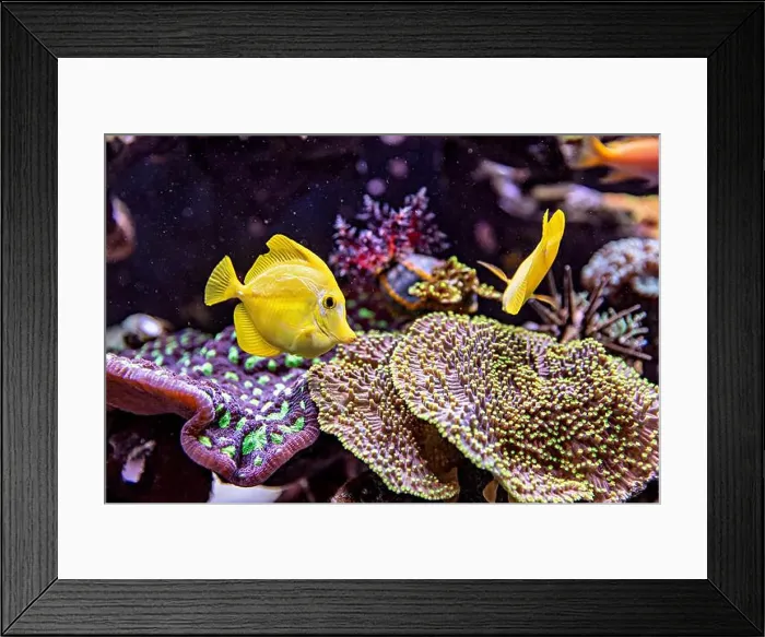 Framed Print : An Saltwater Fish Tank with Coral and Fish Framed Print : An Saltwater Fish Tank with Coral and Fish
