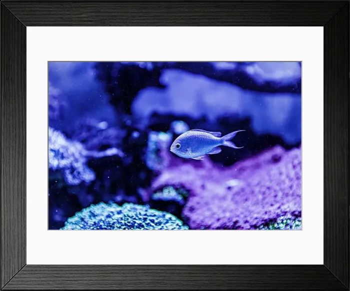 Framed Print : An Saltwater Fish Tank with Coral and Fish Framed Print : An Saltwater Fish Tank with Coral and Fish