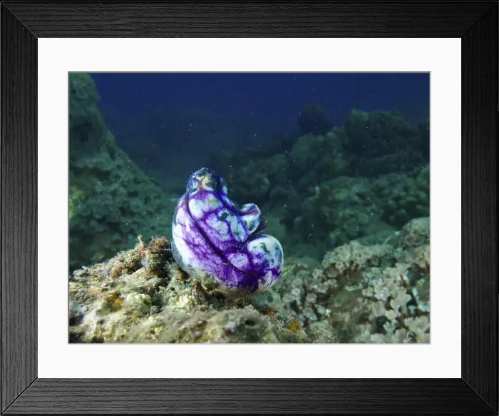 Framed Print : Mystical purple-black golden sea squirt (Polycarpa aurata) on an underwater rock
