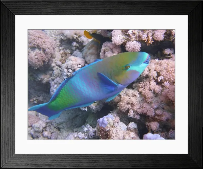 Framed Print : Parrotfish, Deep Sea Exploration 2025