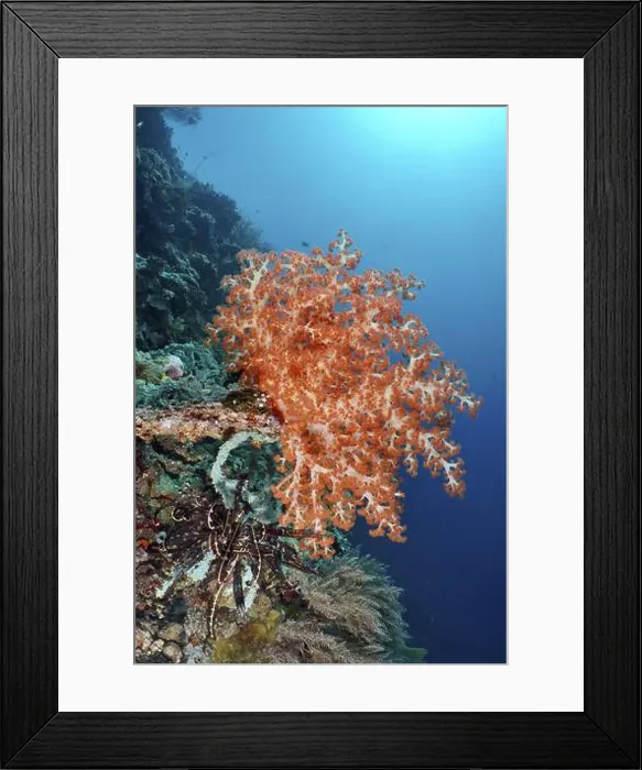 Framed Print : Bright orange Klunzinger's Soft Coral (Dendronephthya klunzingeri) on a reef in the ocean Framed Print : Bright orange Klunzinger's Soft Coral (Dendronephthya klunzingeri) on a reef in the ocean