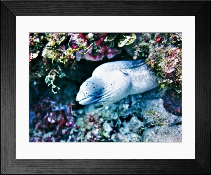 Framed Print : Moray eel or Muraenidae Deep Sea Exploration 2025 Framed Print : Moray eel or Muraenidae Deep Sea Exploration 2025
