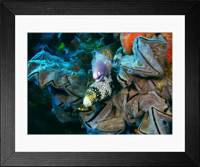 Framed Print : Moray eel or Muraenidae Deep Sea Exploration 2025 Framed Print : Moray eel or Muraenidae Deep Sea Exploration 2025