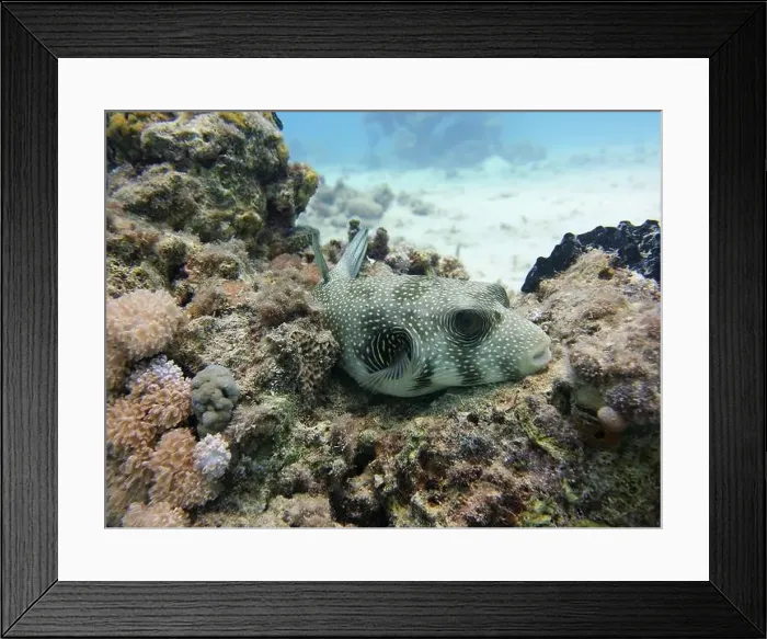 Framed Print : Pufferfish, Tetraodontidae Deep Sea Exploration 2025 Framed Print : Pufferfish, Tetraodontidae Deep Sea Exploration 2025