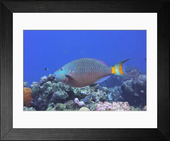 Framed Print : Parrotfish, Deep Sea Exploration 2025 Framed Print : Parrotfish, Deep Sea Exploration 2025