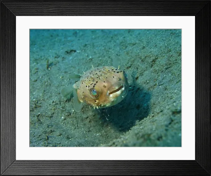 Framed Print : Pufferfish, Tetraodontidae Deep Sea Exploration 2025 Framed Print : Pufferfish, Tetraodontidae Deep Sea Exploration 2025