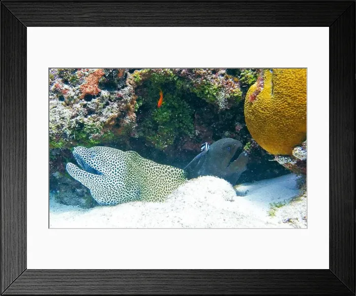 Framed Print : Moray eel or Muraenidae Deep Sea Exploration 2025 Framed Print : Moray eel or Muraenidae Deep Sea Exploration 2025