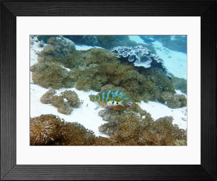 Framed Print : Parrotfish, Deep Sea Exploration 2025 Framed Print : Parrotfish, Deep Sea Exploration 2025