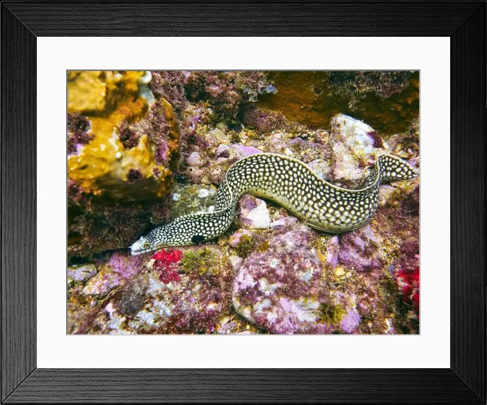 Framed Print : Moray eel or Muraenidae Deep Sea Exploration 2025 Framed Print : Moray eel or Muraenidae Deep Sea Exploration 2025