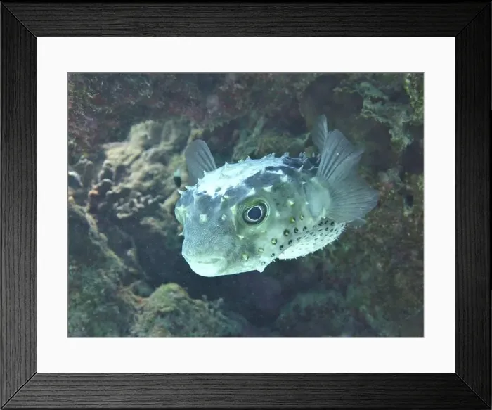 Framed Print : Pufferfish, Tetraodontidae Deep Sea Exploration 2025 Framed Print : Pufferfish, Tetraodontidae Deep Sea Exploration 2025