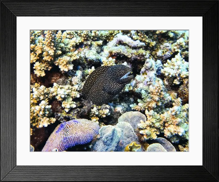 Framed Print : Moray eel or Muraenidae Deep Sea Exploration 2025 Framed Print : Moray eel or Muraenidae Deep Sea Exploration 2025