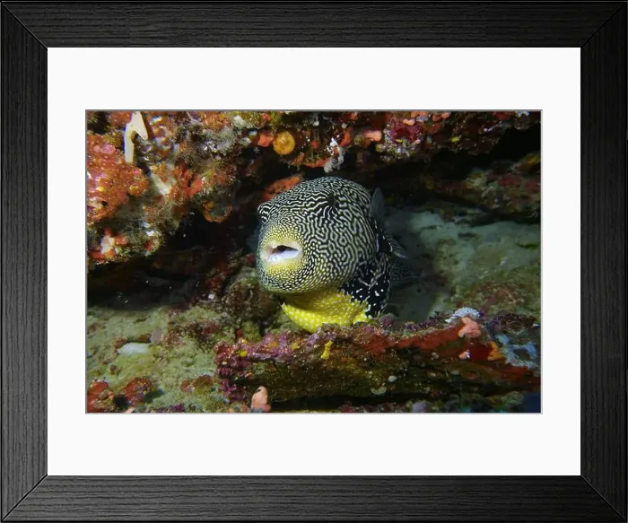 Framed Print : Pufferfish, Tetraodontidae Deep Sea Exploration 2025 Framed Print : Pufferfish, Tetraodontidae Deep Sea Exploration 2025