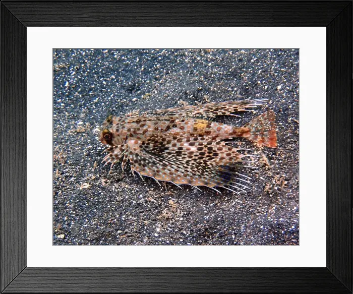 Framed Print : Lionfish, Pterois Deep Sea Exploration 2025 Framed Print : Lionfish, Pterois Deep Sea Exploration 2025