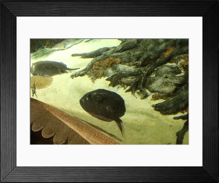 Framed Print : Tetronarce nobiliana electric stingray in an aquarium on the bottom of the sand Framed Print : Tetronarce nobiliana electric stingray in an aquarium on the bottom of the sand