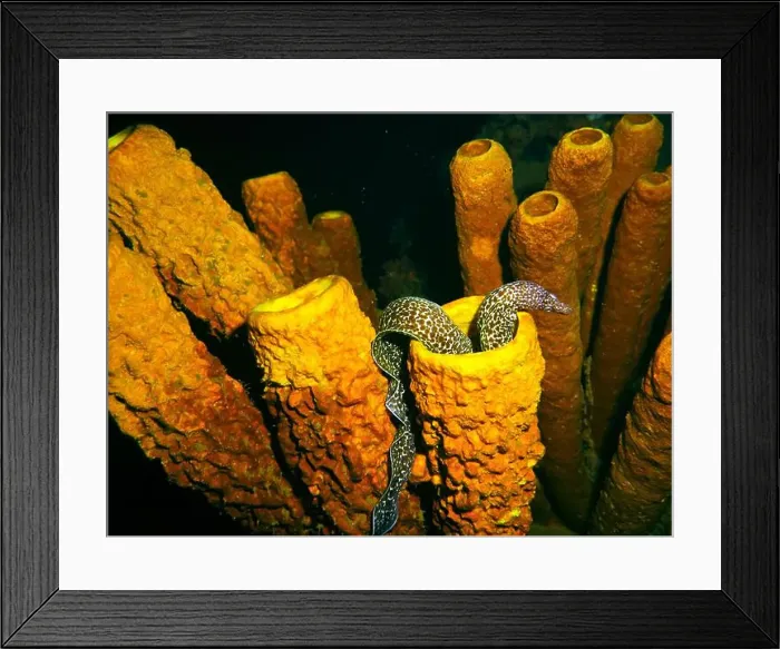 Framed Print : Moray eel or Muraenidae Deep Sea Exploration 2025 Framed Print : Moray eel or Muraenidae Deep Sea Exploration 2025